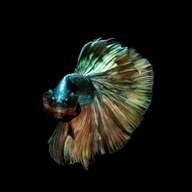 Tayland 'da savaşan siyam balıklarının çok güzel renkleri, yarım ay betta balığı.