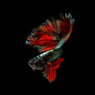 Tayland 'da savaşan siyam balıklarının çok güzel renkleri, yarım ay betta balığı.