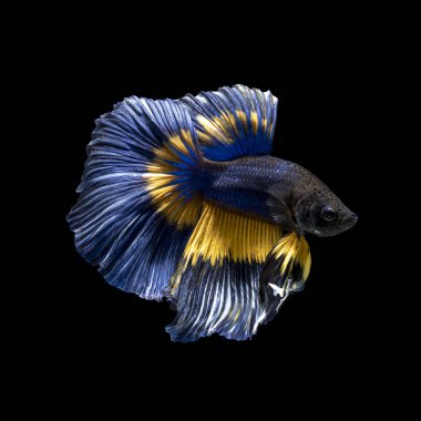 Tayland 'da savaşan siyam balıklarının çok güzel renkleri, yarım ay betta balığı.