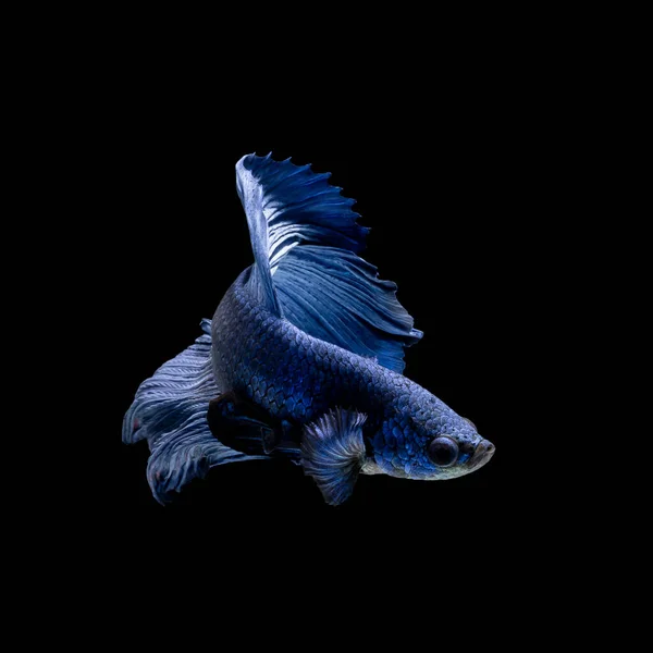 Bela Multi Cor Peixe Combate Siamês Tailândia Meia Lua Betta — Fotografia de Stock