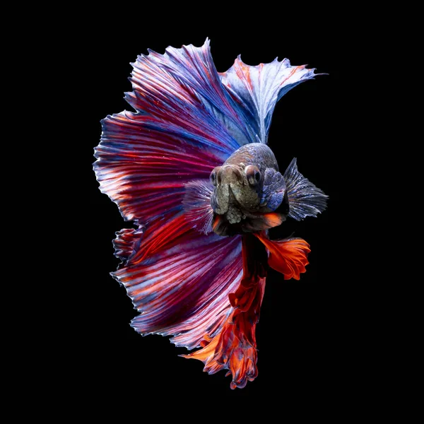 Bellissimo Multi Colore Pesce Siamese Combattimento Thailandia Mezza Luna Betta — Foto Stock