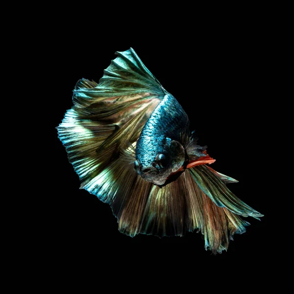 Tayland Savaşan Siyam Balıklarının Çok Güzel Renkleri Yarım Betta Balığı — Stok fotoğraf