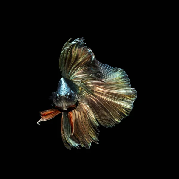 Vacker Multi Färg Siamesiska Slåss Fisk Thailand Halv Måne Betta — Stockfoto