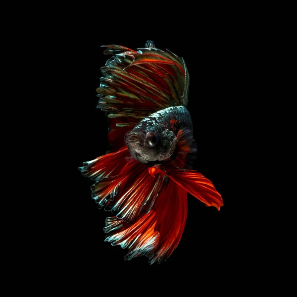 Belle Multi Couleur Poissons Combat Siamois Thaïlande Demi Lune Betta — Photo