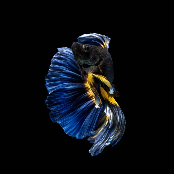 Beautiful Multi Color Siamese Fighting Fish Thailand Half Moon Betta — Stock Photo, Image