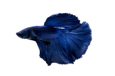 Tayland 'da savaşan siyam balıklarının çok güzel renkleri, yarım ay betta balığı.