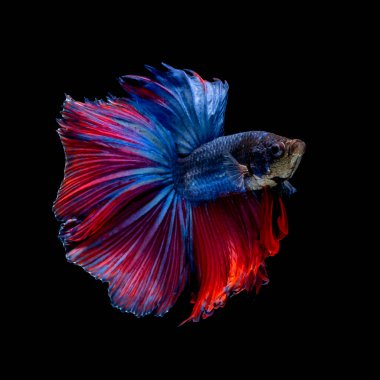 Tayland 'da savaşan siyam balıklarının çok güzel renkleri, yarım ay betta balığı.