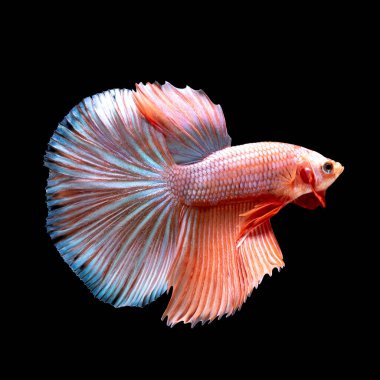 Tayland 'da savaşan siyam balıklarının çok güzel renkleri, yarım ay betta balığı.