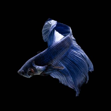 Tayland 'da savaşan siyam balıklarının çok güzel renkleri, yarım ay betta balığı.