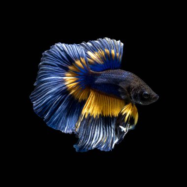 Tayland 'da savaşan siyam balıklarının çok güzel renkleri, yarım ay betta balığı.