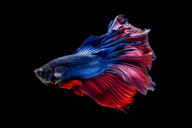 Tayland 'da savaşan siyam balıklarının çok güzel renkleri, yarım ay betta balığı.