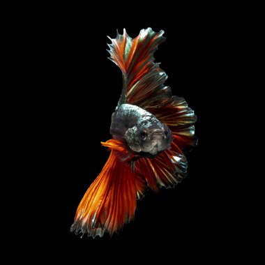 Tayland 'da savaşan siyam balıklarının çok güzel renkleri, yarım ay betta balığı.