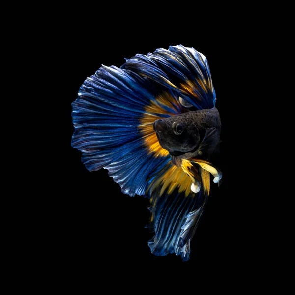 Bellissimo Multi Colore Pesce Siamese Combattimento Thailandia Mezza Luna Betta — Foto Stock