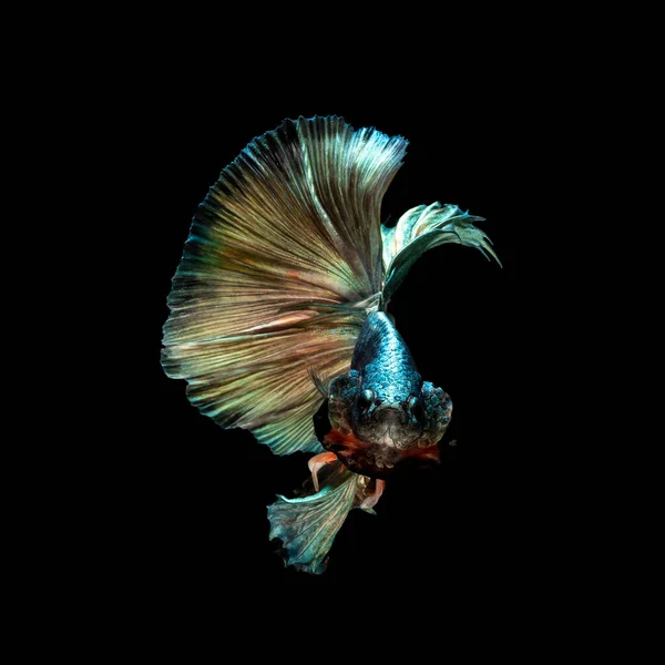 Hermoso Multicolor Peces Siameses Lucha Tailandia Peces Betta Media Luna — Foto de Stock