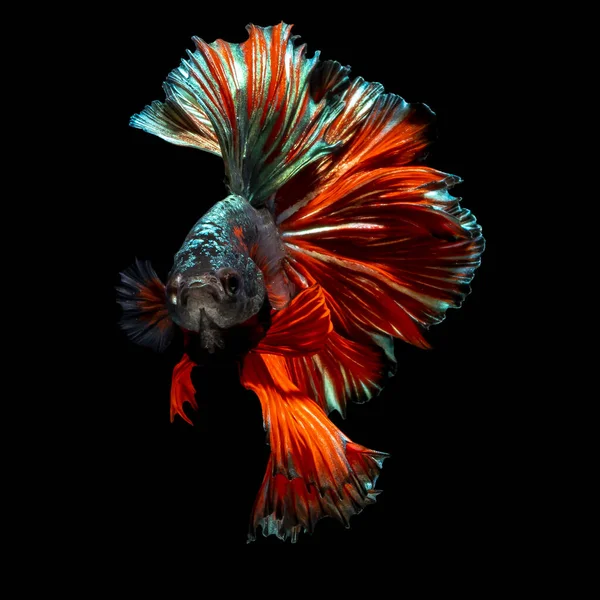 Bela Multi Cor Peixe Combate Siamês Tailândia Meia Lua Betta — Fotografia de Stock