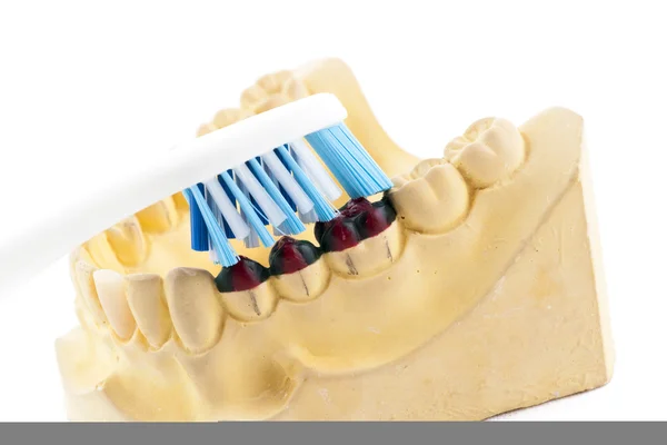 Casting of teeth model and toothbrush, Showing How to brush the — Stock Photo, Image