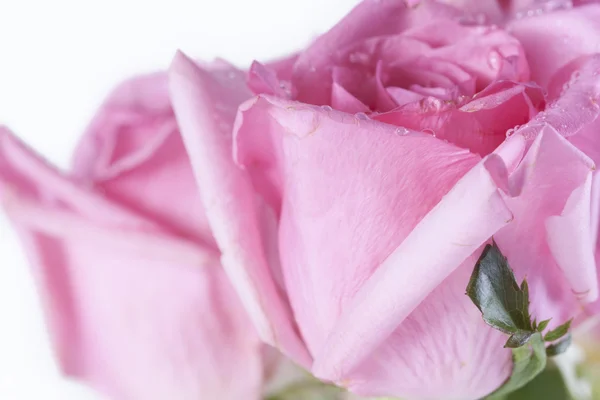 Pink rose on white background — Stock Photo, Image