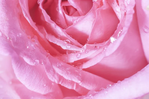 Close up de rosa pétalas de rosa — Fotografia de Stock