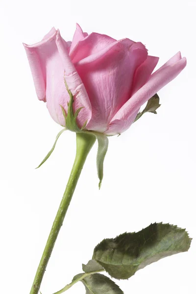 Longo talo rosa rosa no fundo branco — Fotografia de Stock