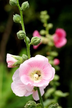 doğada gülhatmi çiçeği