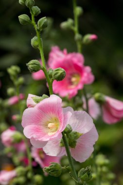 doğada gülhatmi çiçeği