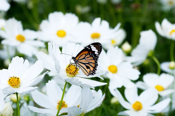 Borboleta em flor cosmos branco na natureza — Fotografia de Stock