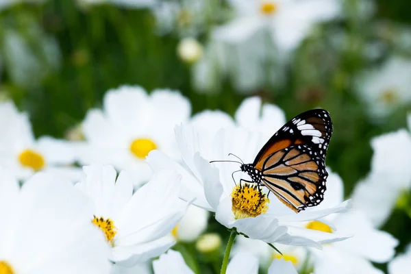 Borboleta em flor cosmos branco na natureza — Fotografia de Stock