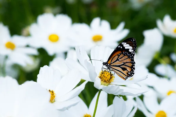 Borboleta em flor cosmos branco na natureza — Fotografia de Stock