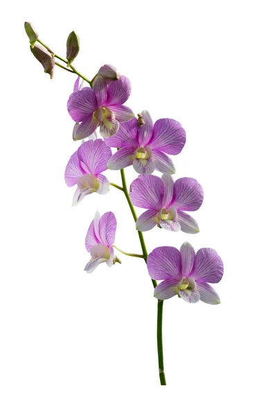 Dendrobium orchidej fialová — Stock fotografie