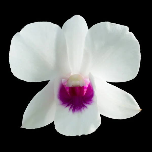 Orquídea de dendrobio único blanco púrpura — Foto de Stock