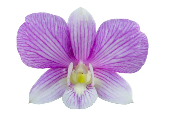 Orquídea de dendrobio sola púrpura — Foto de Stock