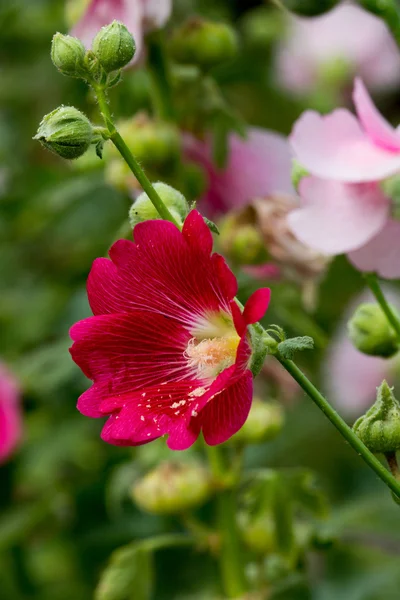 Hollyhock flower in the nature — Stock Photo, Image