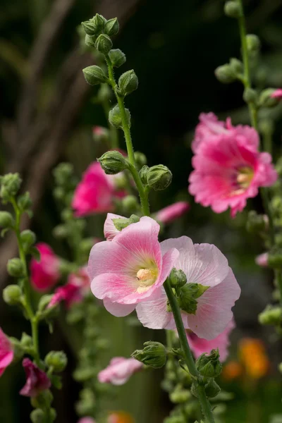 Hollyhock flower in the nature — Stock Photo, Image