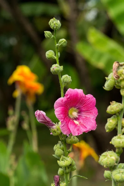 Hollyhock flower in the nature — Stock Photo, Image