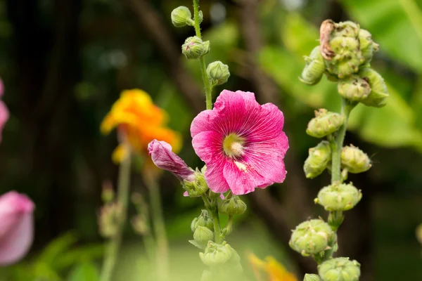 Hollyhock flower in the nature — Stock Photo, Image