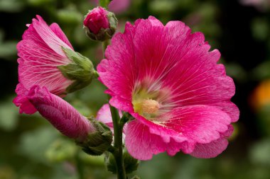 doğada gülhatmi çiçeği