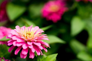 Yeşil bir arka plana sahip güzel kırmızı çiçek açan yıldız çiçeği