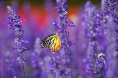 Monarch kelebek lavanta bahçesinde üzerinde