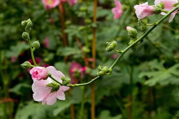 Квітка Холліхока в природі — стокове фото