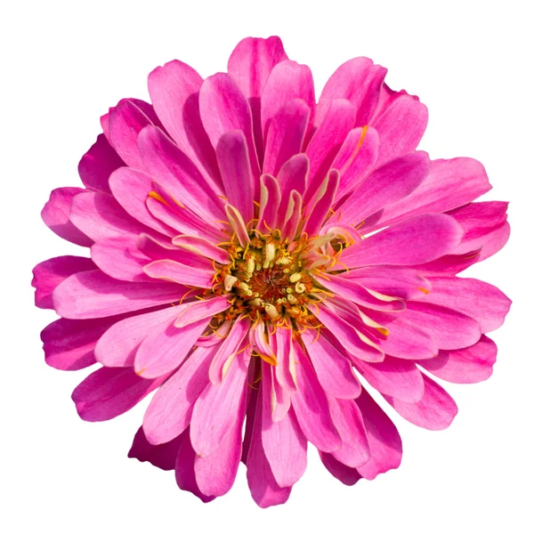 Dahlia isolerad på vit bakgrund — Stockfoto