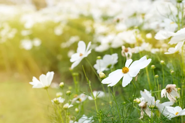 Flor blanca en la naturaleza — Foto de Stock