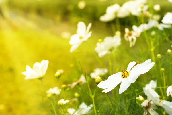 Flor blanca en la naturaleza — Foto de Stock