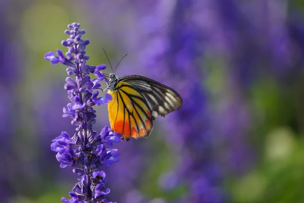 Papillon monarque sur la lavande dans le jardin — Photo