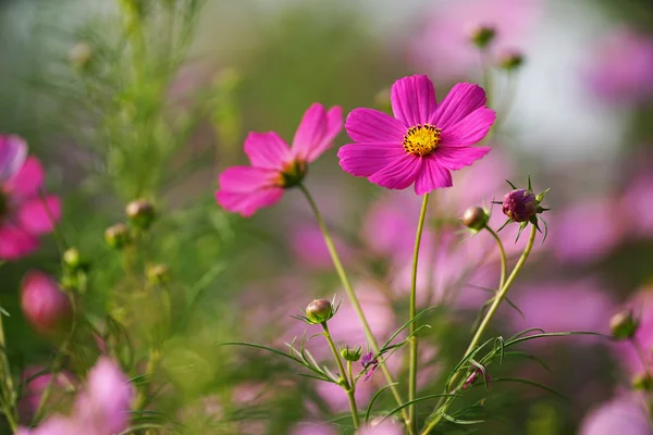 Beautiful Cosmos Flower — Stock Photo, Image