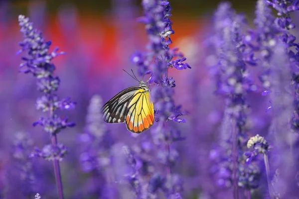 Monarch kelebek lavanta bahçesinde üzerinde — Stok fotoğraf