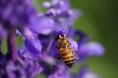 Lavanta çiçeği üzerinde bal arısı. Bal arısı polen toplama