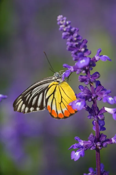 Monarch kelebek lavanta bahçesinde üzerinde