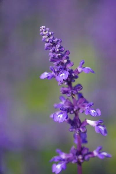 Flor de lavanda — Foto de Stock