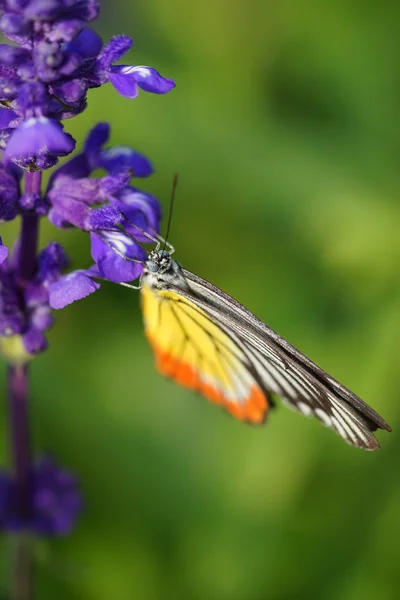 Monarchfalter auf dem Lavendel im Garten — Stockfoto