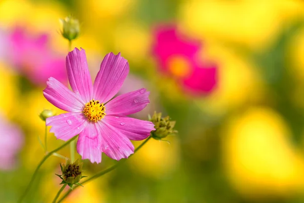 Bela flor Cosmos — Fotografia de Stock